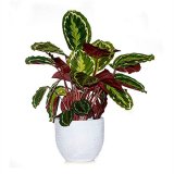 50 PCS Rare Calathea Seeds Air Freshening Plants Beautiful Flowers Seeds Office Desk Bonsai For Flower Garden Ornaments