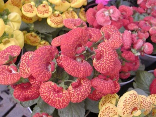 Begonia Flower (Begonia semperflorens) seeds Home Garden flower bed Plant Seeds Potted bonsai 10pcs/bag Pelleted Seeds