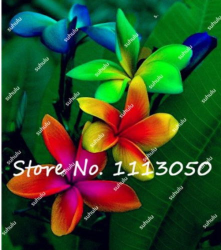 200Pcs/Bag Plumeria Seeds