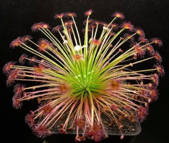 Drosera Paradoxa Carnivorous Very Rare Plant 10 Seeds Woolly Sundew Petiolaris