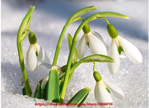 200PCS Common Snowdrop Flower seeds