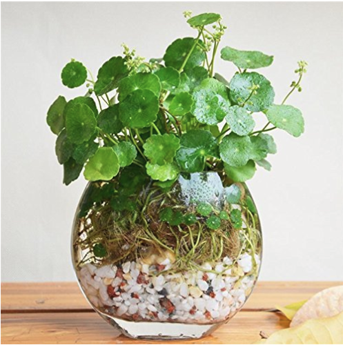 Flower Seeds Pilea Seeds 50Pcs/bag Copper Grass Cold Water Indoor Putdoor Pot Seed Aquatic Plant