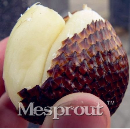 20 Seeds Salak Seed World Snakeskin Fruit Seeds Like Ginseng Fruit Very Delicious