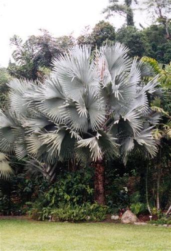 10PCS Bismarckia nobilis Silver palm seeds