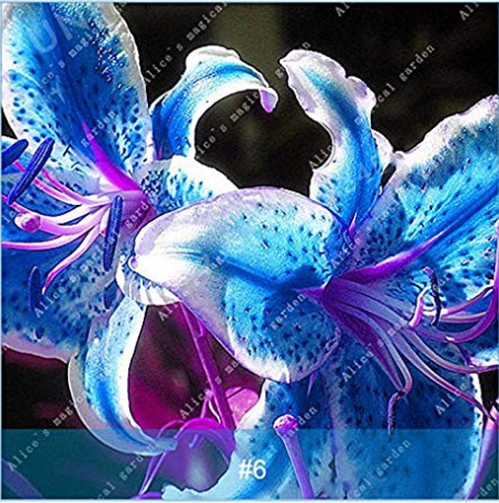 1 Pcs Colourful Lily Bulb Bonsai Rare Perennial Fragrant Plants Flower Bulbs Not Seeds Rainbow Flower Garden 6