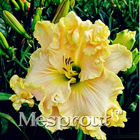 100 Seeds Hybrid Mix Daylily Flowers Seed Colour Hybrid Hemerocallis Seeds Day Lily Seed