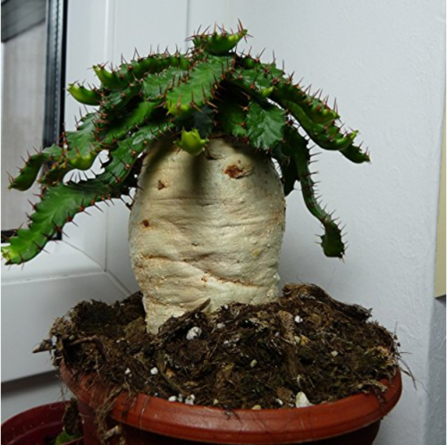 10 pcs Euphorbia stellata Rare Succulent plants seeds