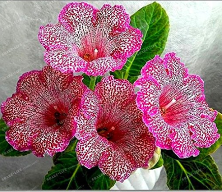 Gloxinia Seeds Sinningia Gloxinia Flower Seed Home Bonsai Diy Ornamental 100 Seeds