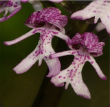 20Pcs/Bag Naked Man Orchid Seeds