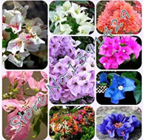 50 Pcs/ Bag Rare Bougainvillea Seeds DL245C