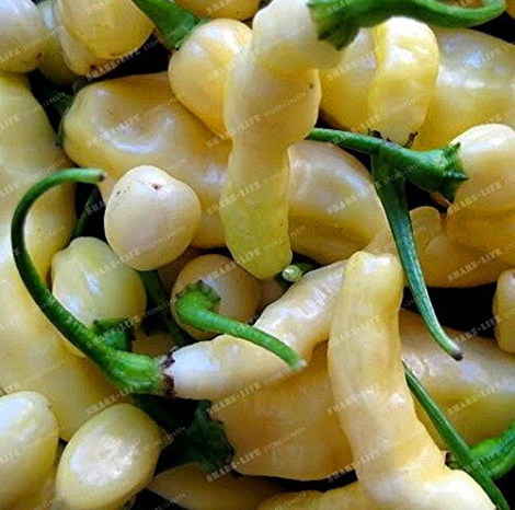 Aribibi Gusano Pepper Bolivian Chili Super Hot Caterpillar Pepper Seeds Organic 100 Seeds