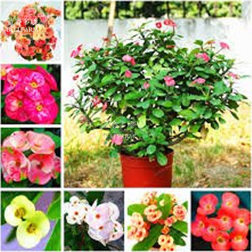 Euphorbia Milii Hybrid Middle 100 seeds Big Flowers Crown Of Thorns Seeds Graptopetalum Rusbyi MIX