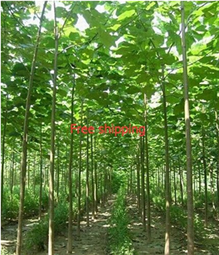 200seeds/pack fast growing tree  Paulownia seeds
