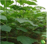 200seeds/pack fast growing tree  Paulownia seeds