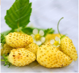 + 500 Seeds Woodland Strawberry Seeds Alpine Strawberry Wild Strawberry Seeds Fruit 3#