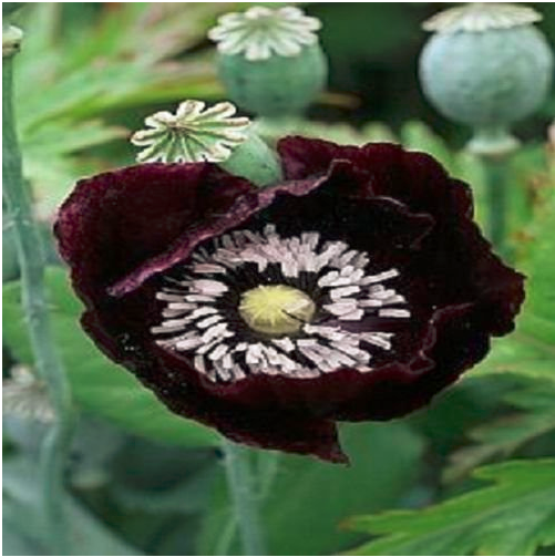 Midnight Poppy Papaver Somniferum 150 Seeds