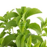 400 Stevia Herbs Seeds Green Herb