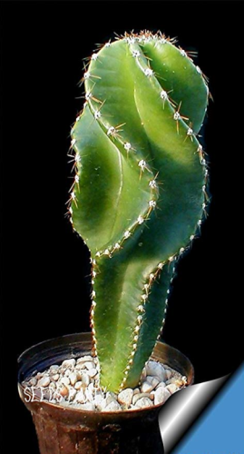 10Seed/Bag cactus Rebutia variety flowering color mini plant succulent