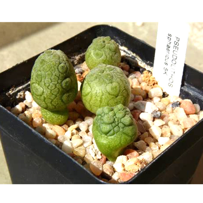 1PC PSEUDOLITHOS Sphaericust Seed