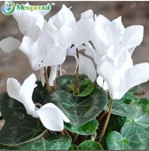 New Cyclamen Flower 100+ Seeds