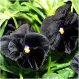 Viola Pansy Clear Chrystals Black 50 Seeds Garden Seeds