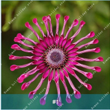 100Pcs Osteospermum Bonsai Seeds