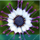 100Pcs Osteospermum Bonsai Seeds