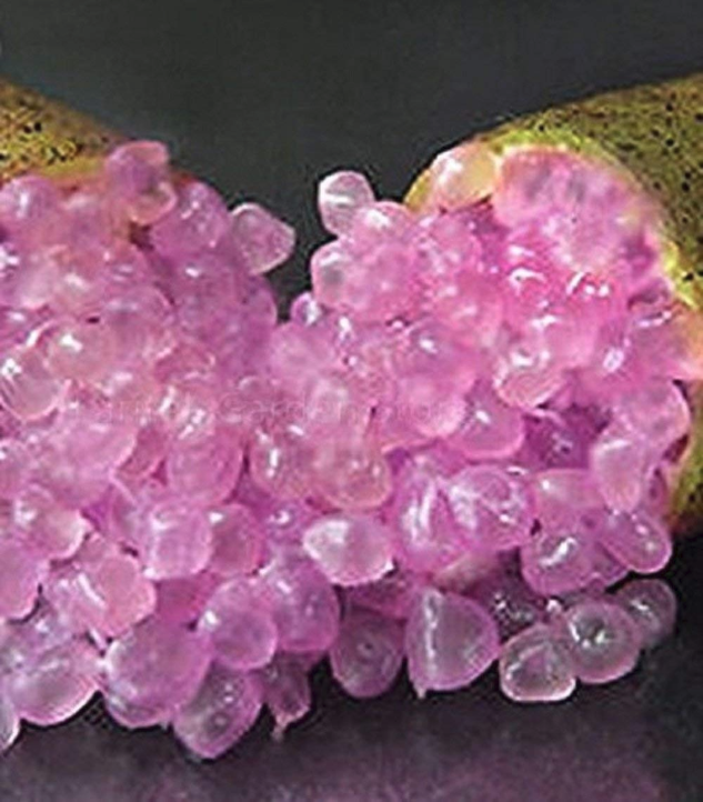 Description: Rare Imported Pink Rose Bliss Finger Lime Plant 10 seeds