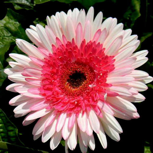 PINK Series Gerbera Daisy Seeds 20+ Perennial Gerbera Jamesonni Plants