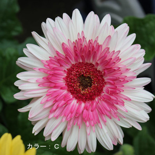 PINK Series Gerbera Daisy Seeds 20+ Perennial Gerbera Jamesonni Plants