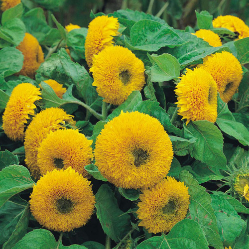 Giant Sunflower Teddy Bear 40 pcs Seeds