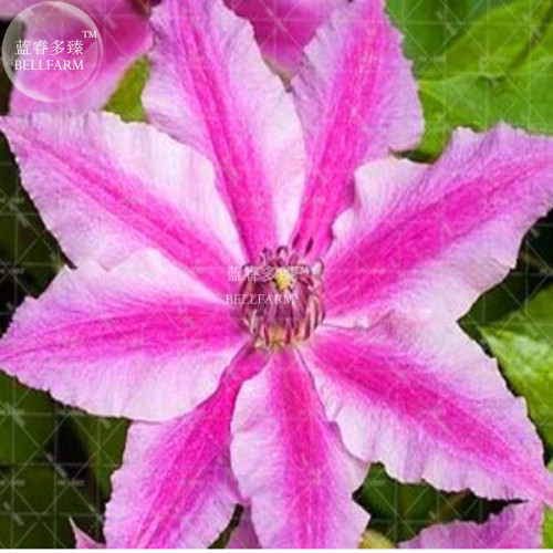 2pcs Clematis Bulbs Blue Climbing Clematis Seeds Perennial climbing of evergreen flowering plants Rare Flower for home