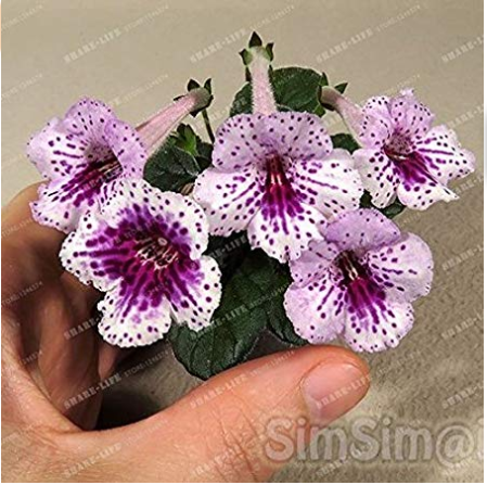 Gloxinia Seeds Perennial Bonsai Flower 100 Seeds Garden Decoration Fast Grow