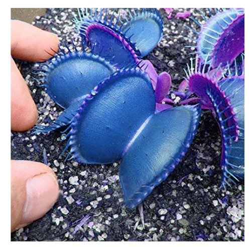 Flytrap Bonsai Seeds - 100 PCS Garden Potted Blue Insectivorous Plant Seeds Rare Dionaea Muscipula Flytrap Bonsai