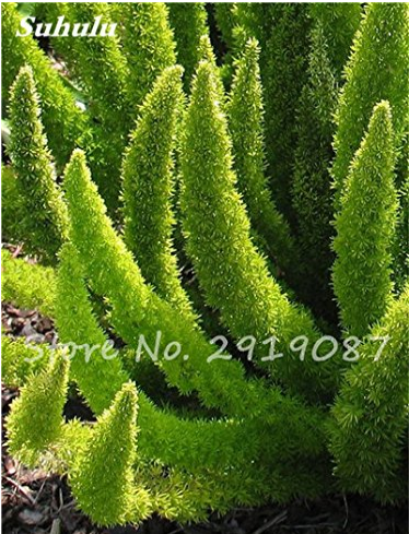 100Pcs Foxtail Seeds,Foxtail Ferns Rare Ornamental Bonsai Plants Perennial Flowers Natural Growth