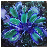 Flytrap Bonsai Seeds - 100 PCS Garden Potted Blue Insectivorous Plant Seeds Rare Dionaea Muscipula Flytrap Bonsai
