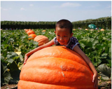 20Pcs Super Large Pumpkin Seeds