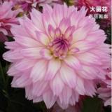 2PCS Dahlia Bulbs Different Varieties