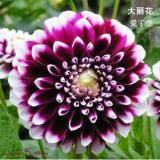 2PCS Dahlia Bulbs Different Varieties