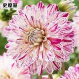 2PCS Dahlia Bulbs Different Varieties