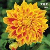 2PCS Dahlia Bulbs Different Varieties