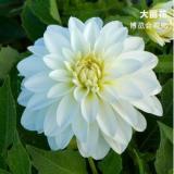 2PCS Dahlia Bulbs Different Varieties
