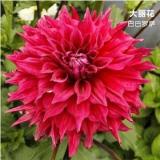 2PCS Dahlia Bulbs Different Varieties