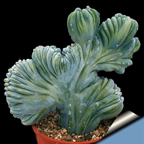 5PCS MYRTILLOCACTUS geometrizans seeds
