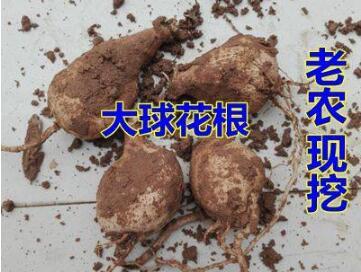 2PCS Dahlia Bulbs Different Varieties