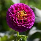 2PCS Dahlia Bulbs Different Varieties