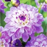 2PCS Dahlia Bulbs Different Varieties