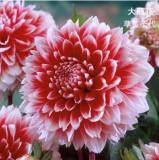 2PCS Dahlia Bulbs Different Varieties