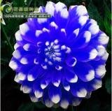 2PCS Dahlia Bulbs Different Varieties