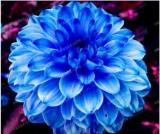 2PCS Dahlia Bulbs Different Varieties